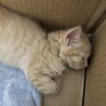 薄い茶トラ　ふわふわ子猫　生後2か月位 サムネイル4