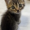 黒トラ   デカデカおめ目子猫 生後2ヶ月