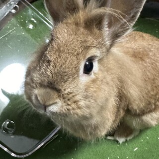 ふわふわな女の子のミニうさぎさん