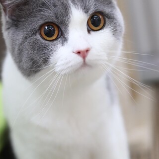 ブリティッシュショートヘアのヒヨコちゃん里親募集中