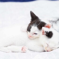 in大府市☆保護猫（子猫～大人猫）をオウチに迎えよう！2024年6月1日（土）～ちーむ にゃいんず
