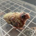 オカメインコ 雛 1羽 できるだけ早めのお迎えを