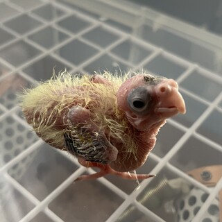 オカメインコ 雛 1羽 できるだけ早めのお迎えを