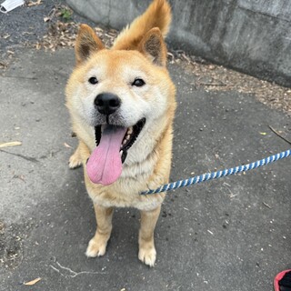北海道犬の里親様探してます。