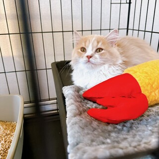 長毛マンチカン 11ヶ月メスです