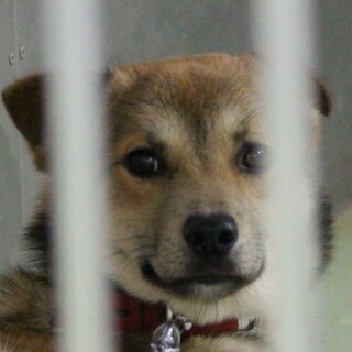 お利口に頑張っている蓮音(れおん)くん