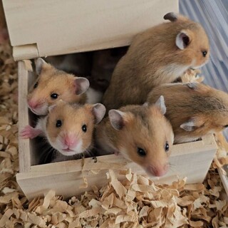 4/24産まれゴールデンハムスターの赤ちゃんです！