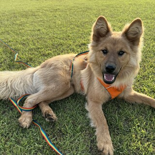 ハッピー系 ★ モーリー