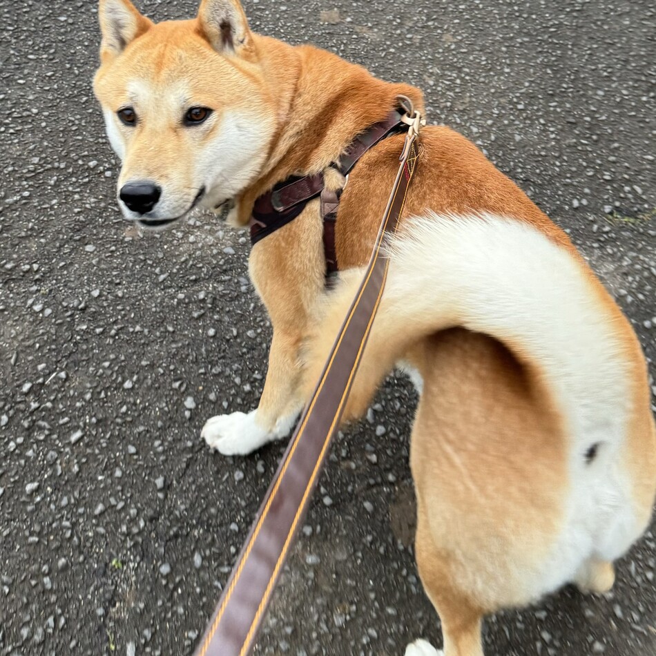 レオのカバー写真