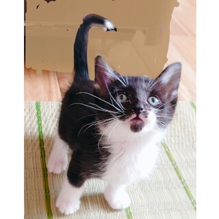 【6/16譲渡会】天真爛漫お嬢さん♥️マスタング