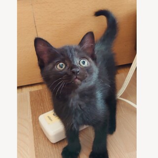 ヒャッホーイな★カマロ君