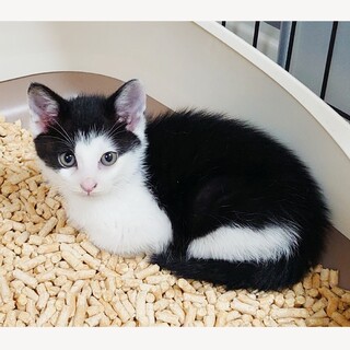 【6/16譲渡会】ビッグbaby★コルベット君