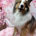 【里親決定】シェルティ翔平くんです！