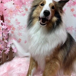 【里親決定】シェルティ翔平くんです！