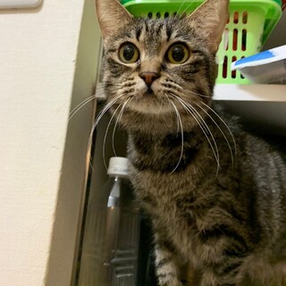 ごまあざらしみたいなおめめ♡ごまちゃん