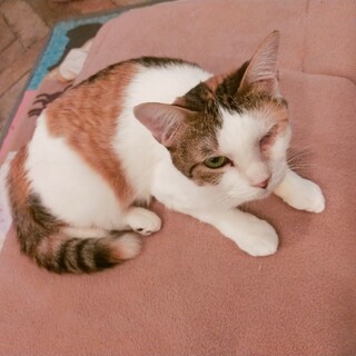 多頭飼育崩壊からレスキューされた　はるみちゃん