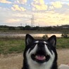 あひる柴犬飼育経験あり！