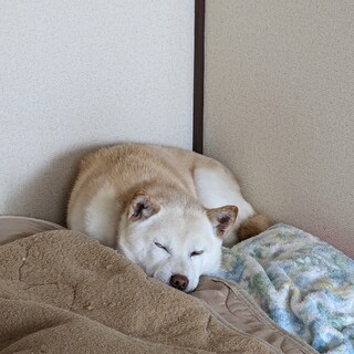 柴犬 白 9歳  大人しい女の子です