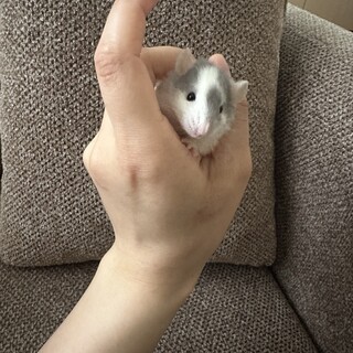 ブルーファンシーラット 