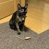 の写真
