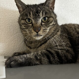 8歳のお姉さまミーヤさんにずっとのお家を！