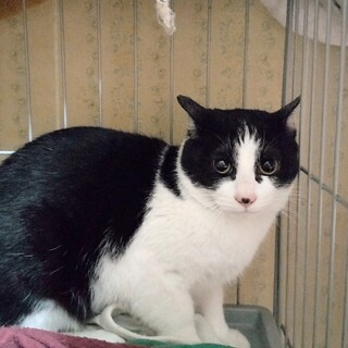 シャチちゃんのトライアルOK！