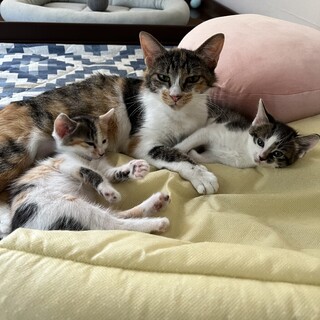 【6/23芝浦相談受付】人馴れの素質十分★親子で