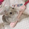 動物のおうち