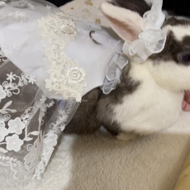 動物のおうちのカバー写真
