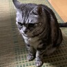 こんどのすけ
