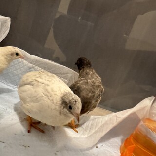 ヒメウズラ　オス１、メス１のペアです