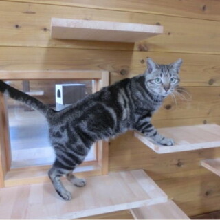 アメショー柄の可愛い女の子