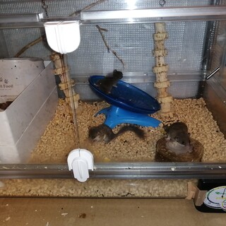 アフリカヤマネの家族7匹（おそらく♂5 ♀2）