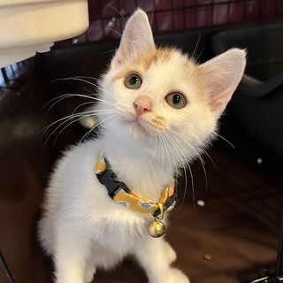 茶白のらんすくん