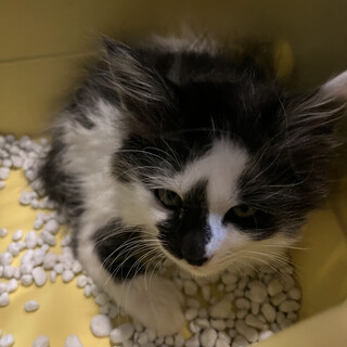 長毛のあーさーくん　