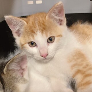 茶白ねこのろっとくん