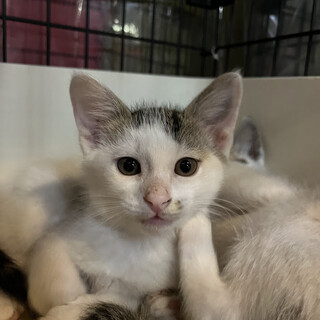 前髪のような模様がかわいいはっとくん