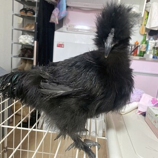 黒烏骨鶏を家族に迎えてくださる方