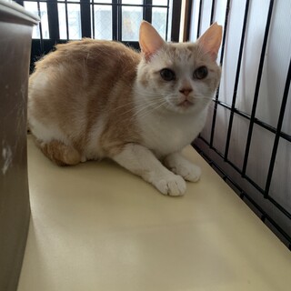 少し怖がりさんなしろみちゃん