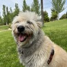 My precious Spanish shepherd, Yuna