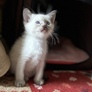 シャム猫風♡じゃじゃ馬おてんばお姫ちゃん♡