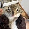 あべびび