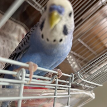 宜しくお願い致します♡歌大好きだよ！飼い主さん泣いてたら頬の側にきます