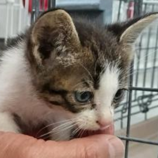 緊急！生後1.5ヶ月位の子猫