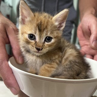 茶&黒　おこげ子猫　生後2ヶ月？