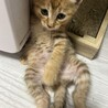 茶&黒　おこげ子猫　生後2ヶ月？ サムネイル2