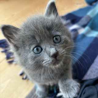 グレーのふわもこＰちゃん