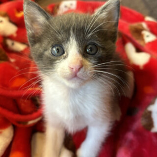 かまってちゃんなグレーのハチワレQちゃん