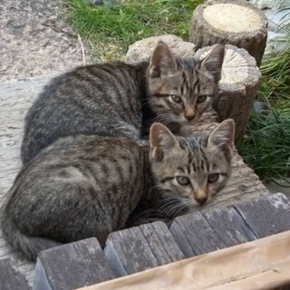 かわいい子猫の里親募集