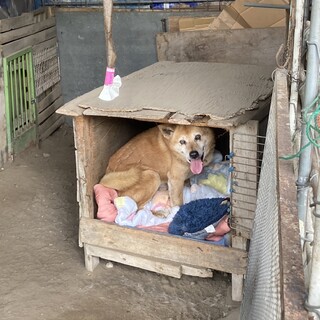 閉じ込めたままの2頭